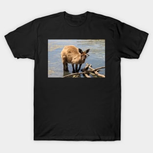 Cooling Off! Western Grey Kangaroo T-Shirt